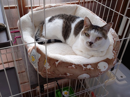 新しい飼い主を探している猫(10-K)の写真2