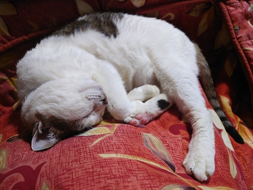 新しい飼い主を探している猫(10-K)の写真2