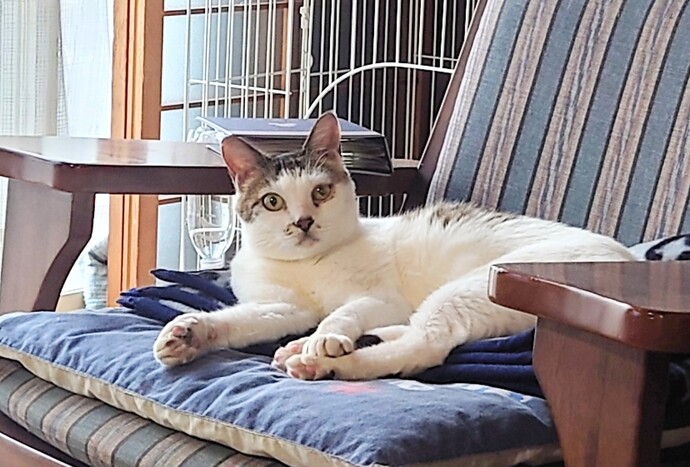 新しい飼い主を探している猫（10-K)の写真2