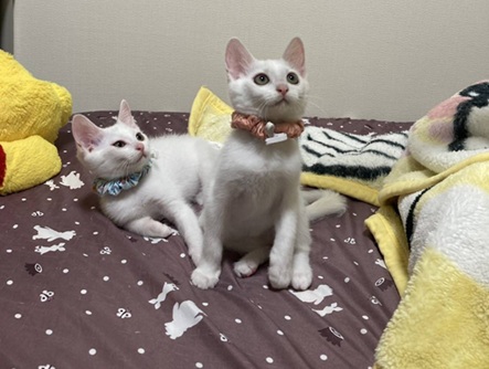 新しい飼い主を探している猫（11-H）写真1