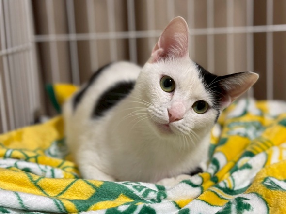 新しい飼い主を探している猫（10-G）写真1