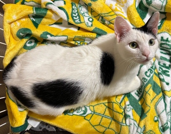 新しい飼い主を探している猫（11-H）の写真1