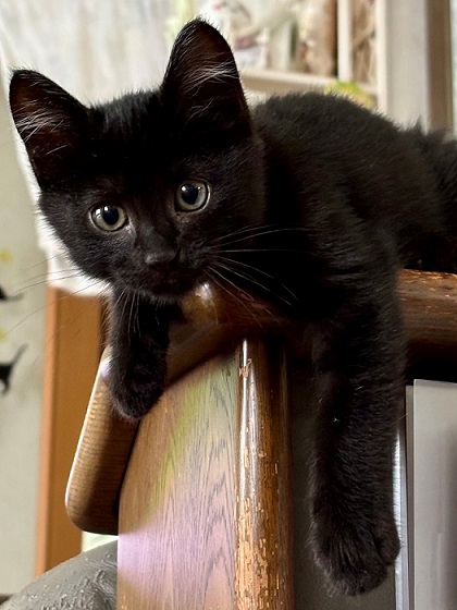 新しい飼い主を探している猫（6－A）写真1