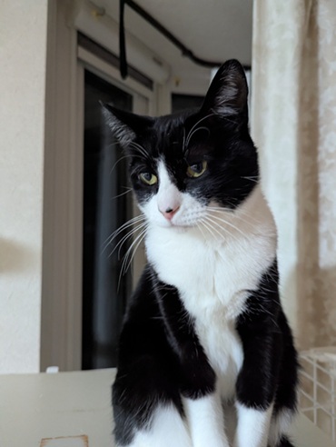 新しい飼い主を探している猫（11-H）写真1