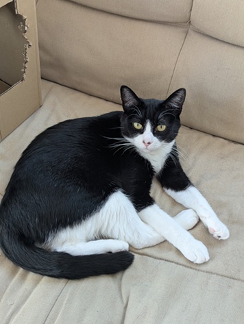新しい飼い主を探している猫（2-K）の写真2