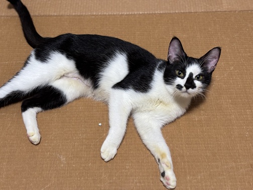 新しい飼い主を探している猫(10-A)の写真2