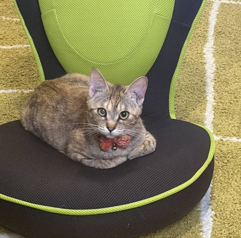 新しい飼い主を探している猫(11-H)写真1