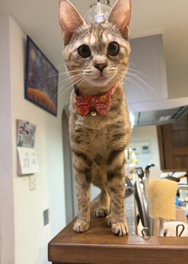 新しい飼い主を探している猫(11-H)の写真2