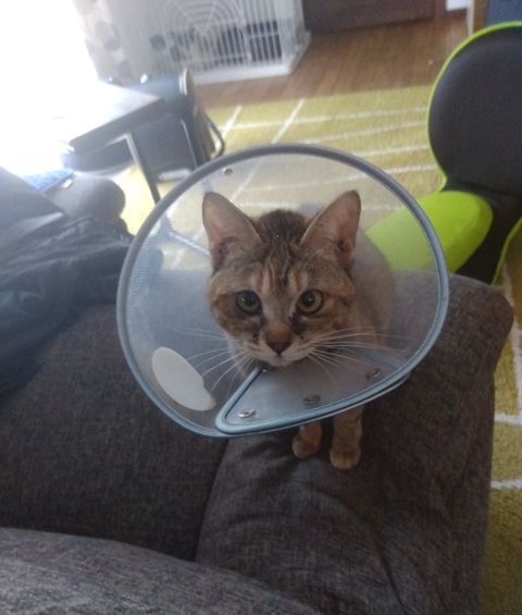 新しい飼い主を探している猫（11-H）写真1