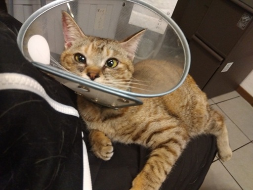 新しい飼い主を探している猫（11-H）の写真2