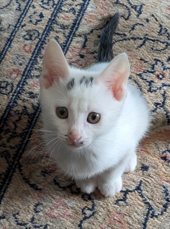 新しい飼い主を探している猫（11-H）写真1
