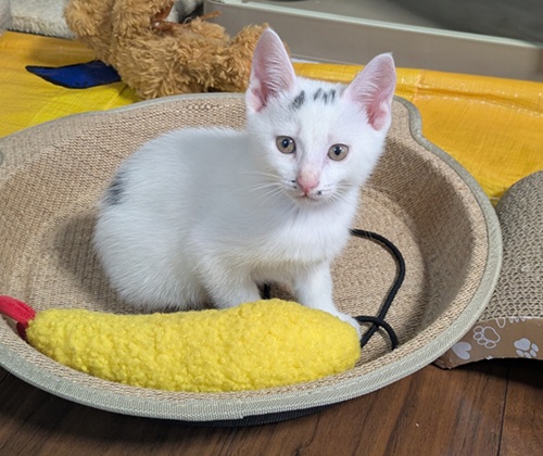 新しい飼い主を探している猫（6-F）写真2