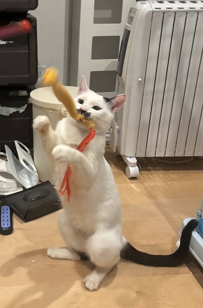 新しい飼い主を探している猫（11-H）の写真2