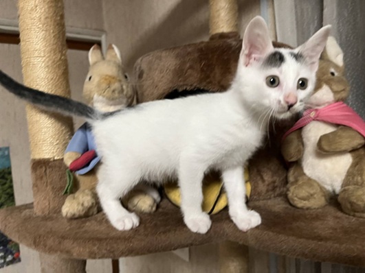 新しい飼い主を探している猫（11-H）写真1