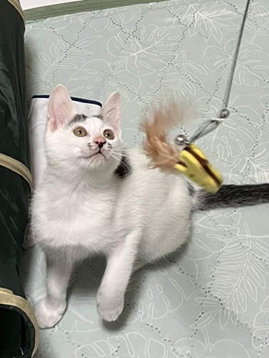 新しい飼い主を探している猫（2-K）の写真2