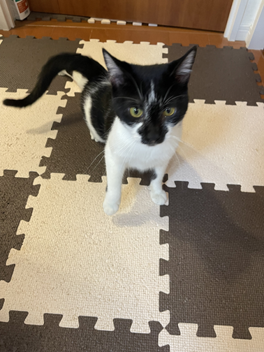 譲渡情報】新しい飼い主を募集しています｜盛岡市公式ホームページ