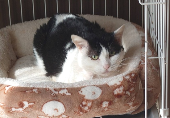 新しい飼い主を探している猫（11-H）写真1
