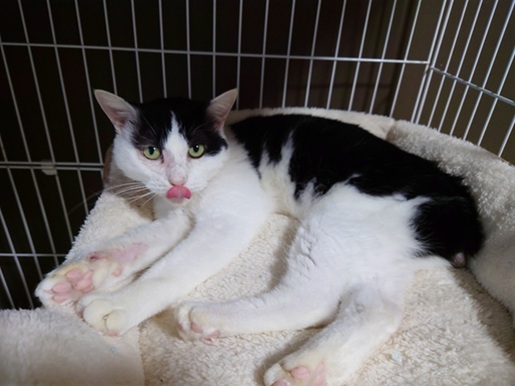 新しい飼い主を探している猫（11-H）の写真2