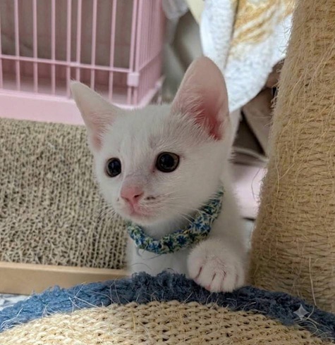 新しい飼い主を探している猫（6-F）写真2