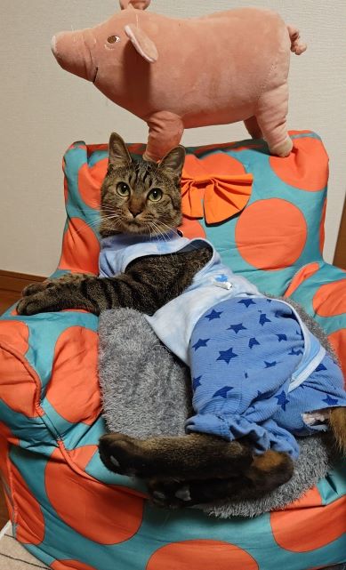 新しい飼い主を探している猫（2－B）写真3