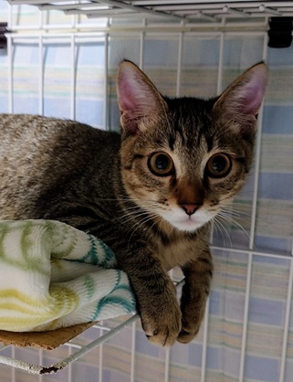 新しい飼い主を探している猫（4-E)の写真1