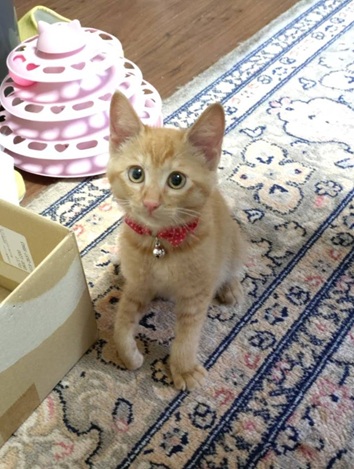 新しい飼い主を探している猫（7-B)の写真2