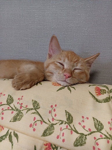 新しい飼い主を探している猫（7－B）写真1