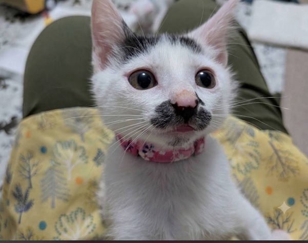新しい飼い主を探している猫（6-F）写真2