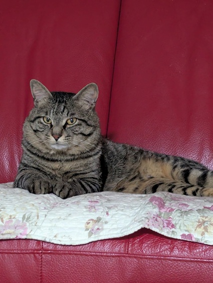 新しい飼い主を探している猫（11-H）写真1