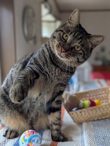 新しい飼い主を探している猫（11-H）の写真2