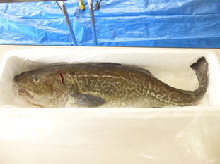 タラを捌いた1月27日