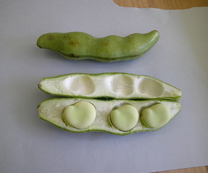 そら豆