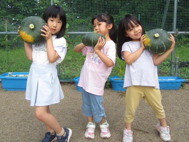 かぼちゃの収穫をした写真