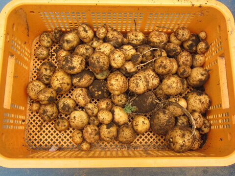 ジャガイモ堀の写真