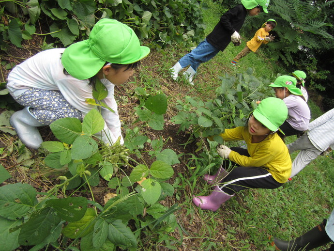 枝豆の収穫の写真
