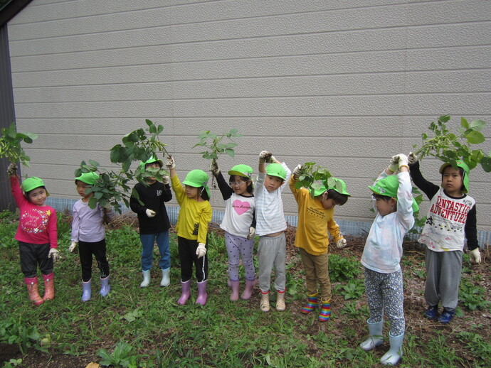 枝豆の収穫の写真