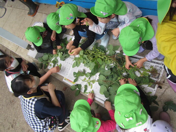 枝豆の収穫の写真