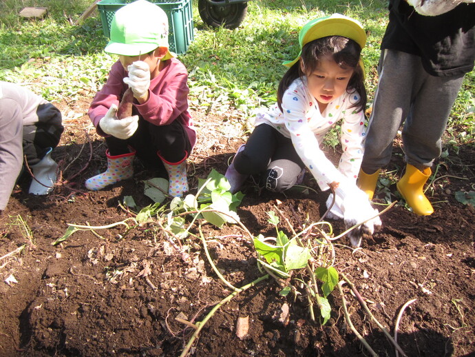 さつま芋堀りの写真
