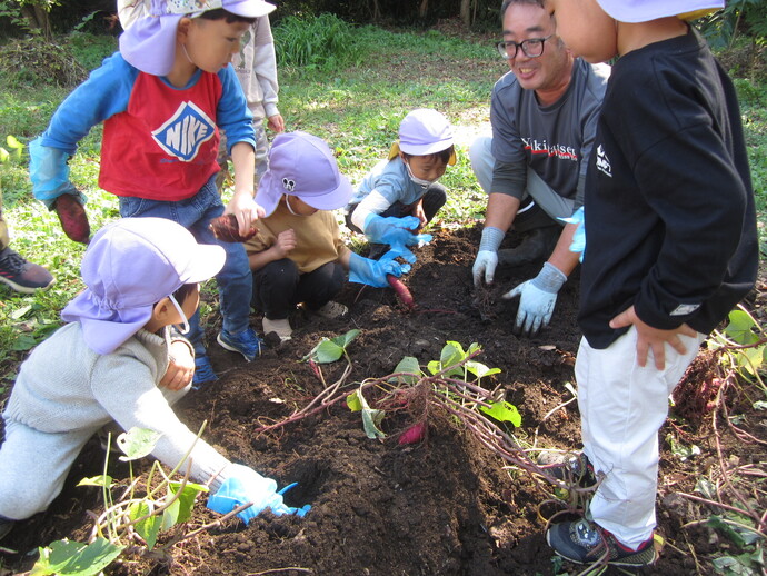 さつま芋堀りの写真