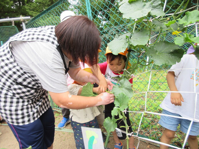 子どもが野菜を収穫している様子