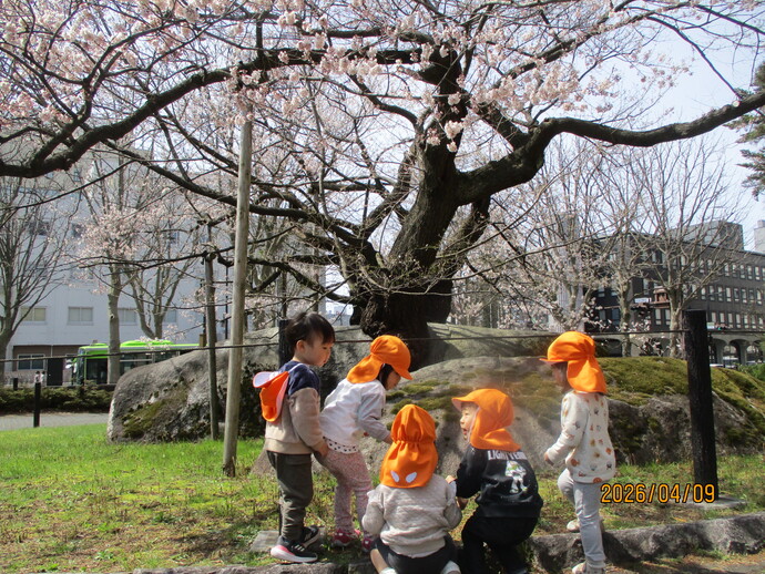 お花見