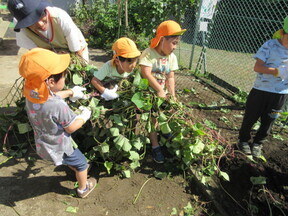 さつまいも掘りの様子