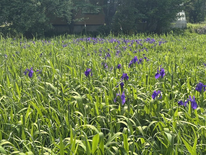 令和8年5月20日の山岸のカキツバタ群落開花状況の写真