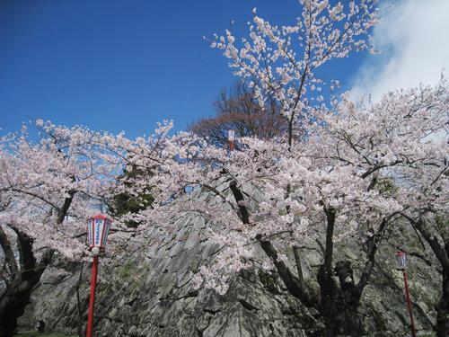 盛岡城跡公園（岩手公園）の桜