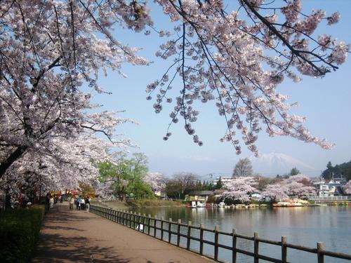 高松公園の桜