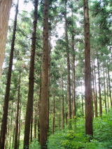 盛岡の森林の写真