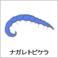 ナガレトビゲラの絵