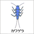 カワゲラの絵