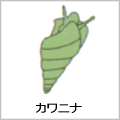 カワニナの絵