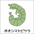 オオシマトビゲラの絵